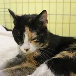 Znaleziono kota, Łódź, 5 maja 2024