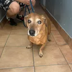 Znaleziono psa, Sosnowiec, 3 maja 2024