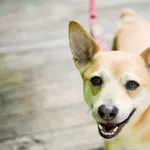 Znaleziono psa, Sosnowiec, 2 maja 2024