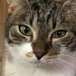 Zaginął kot, Wrocław, 7 maja 2024