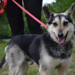 Pies do adopcji, Chełmek, 4 kwietnia 2024