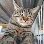 Kot do adopcji, Częstochowa, 22 marca 2024