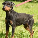 Pies do adopcji, Ropczyce, 7 maja 2024