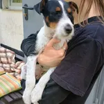 Znaleziono psa, Sosnowiec, 3 maja 2024