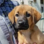 Znaleziono psa, Sosnowiec, 3 maja 2024