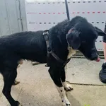 Znaleziono psa, Racławice, 3 maja 2024