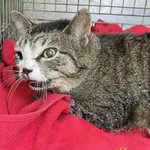 Kot do adopcji, Racławice, 30 kwietnia 2024