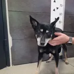 Przyjęty: 2024-05-07 Gmina: Jaworzno Płeć: Suka Opis: mieszaniec, czarne-podpalane