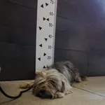 Przyjęty: 2024-05-07 Gmina: Morawica Płeć: Suka Opis: mieszaniec, czarno-szare