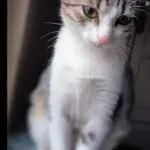 Zaginął kot, Łódź, 8 maja 2024