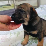 Znaleziono psa, Racławice, 30 kwietnia 2024