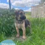 Malwa, Fuksja, Dzwonek i Hapsio