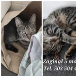 Zaginął kot, Łódź, 8 maja 2024