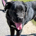 Lago 188/24 – ADOPTOWANY 🙂