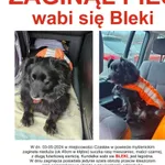 Zaginął pies, Czasław, 9 maja 2024