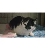 Znaleziono kota, Białystok, 20 kwietnia 2024