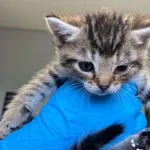 Nr: 159/2024 - Kot z Świdnica Miasto