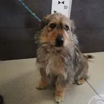 Przyjęty: 2024-05-09 Gmina: Żywiec Płeć: Pies Opis: mieszaniec, płowe