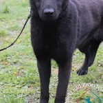 Pies do adopcji, Węgrowo, 21 kwietnia 2024