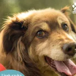 Pies do adopcji, Dąbrówka, 10 maja 2024