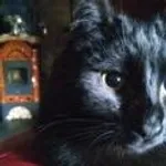 Zaginął kot, Katowice, 10 maja 2024