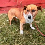 Znaleziono psa, Czartki, 10 maja 2024