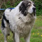 Pies do adopcji, Węgrowo, 25 kwietnia 2024