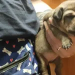 Znaleziono psa, Toruń, 3 maja 2024