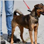 Znaleziono psa, Grudziądz, 8 sierpnia 2021