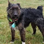 Zaginął pies, Łódź, 12 maja 2024