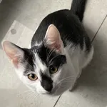 ZAGINĘŁA KOTKA- GMINA KRYPNO, POWIAT MONIECKI, BIAŁYSTOK