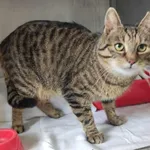 Kocurek poz. 24/165/K