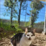 Znaleziono kota, Grudziądz, 12 marca 2023