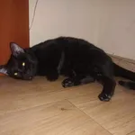 Zaginął kot, Łódź, 12 maja 2024