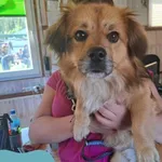 Znaleziono psa, Dąbrówka, 12 maja 2024