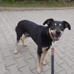 Fokus - delikatny, niekonfliktowy, wesoły psiak do pokochania!