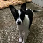 Pies do adopcji, Włocławek, 11 maja 2024