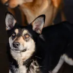 Foxi - nieduża, młoda, łagodna sunia!