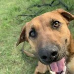 Pies do adopcji, Konin, 12 listopada 2023