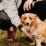 Fergus 616093902778449