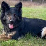 Imię: Aza Czip: 616093902524249 Płeć: samica Wiek: styczeń 2022 Wielkość: średnia Kastracja/sterylizacja: tak Inne Psy: Akceptuje towarzystwo innych zwierząt Dzieci: W wieku szkolnym Charakter: Energi