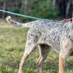 Imię: Morelka Czip: 616093902524231 Płeć: samica Wiek: styczeń 2023 Wielkość: średnia Kastracja/sterylizacja: tak Inne Psy: Akceptuje towarzystwo innych zwierząt Dzieci: W wieku szkolnym Charakter: Ra