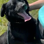 Imię: Maciuś Czip: 939000011015644 Płeć: samiec Wiek: styczeń 2018 Wielkość: średni Kastracja/sterylizacja: tak Inne Psy: Akceptuje towarzystwo innych zwierząt Dzieci: W wieku szkolnym Charakter: Ener