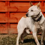 Kokos 616093902511237