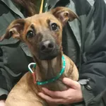 Pies odnaleziony w dniu 07.05.2024 r. przy ul. Śliwińskiego.