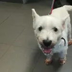 Pies odnaleziony w dniu 06.05.2024 r. przy ul. Wyzwolenia.