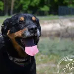 Pies do adopcji, Chełmek, 6 kwietnia 2024