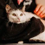 Ptyś 616093902444186