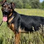 Imię: Dora Czip: 939000011015322 Płeć: samica Wiek: październik 2023 Wielkość: średni Kastracja/sterylizacja: tak Inne Psy: Akceptuje towarzystwo innych zwierząt Dzieci: W wieku szkolnym Charakter: En