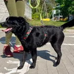 Znaleziono suczkę- Puławy